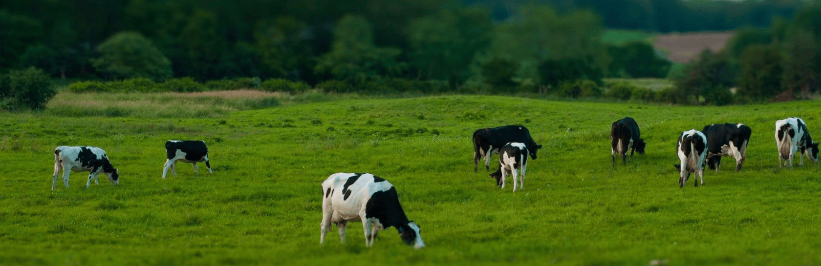 imagen vacas frisona